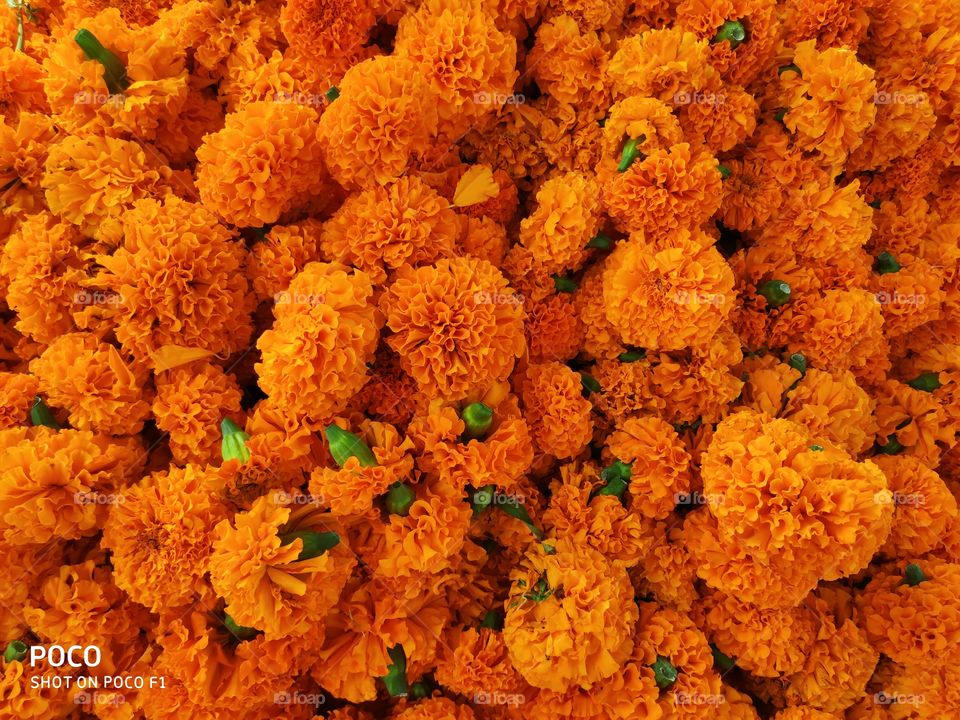 marigold flower's