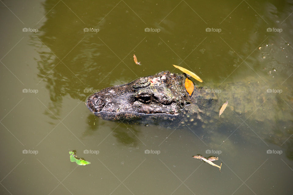 Caiman waiting. A caiman laying still in the water in the wild animal zoo in shanghai china.