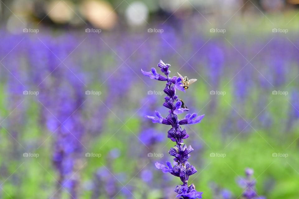 Lavender blossom