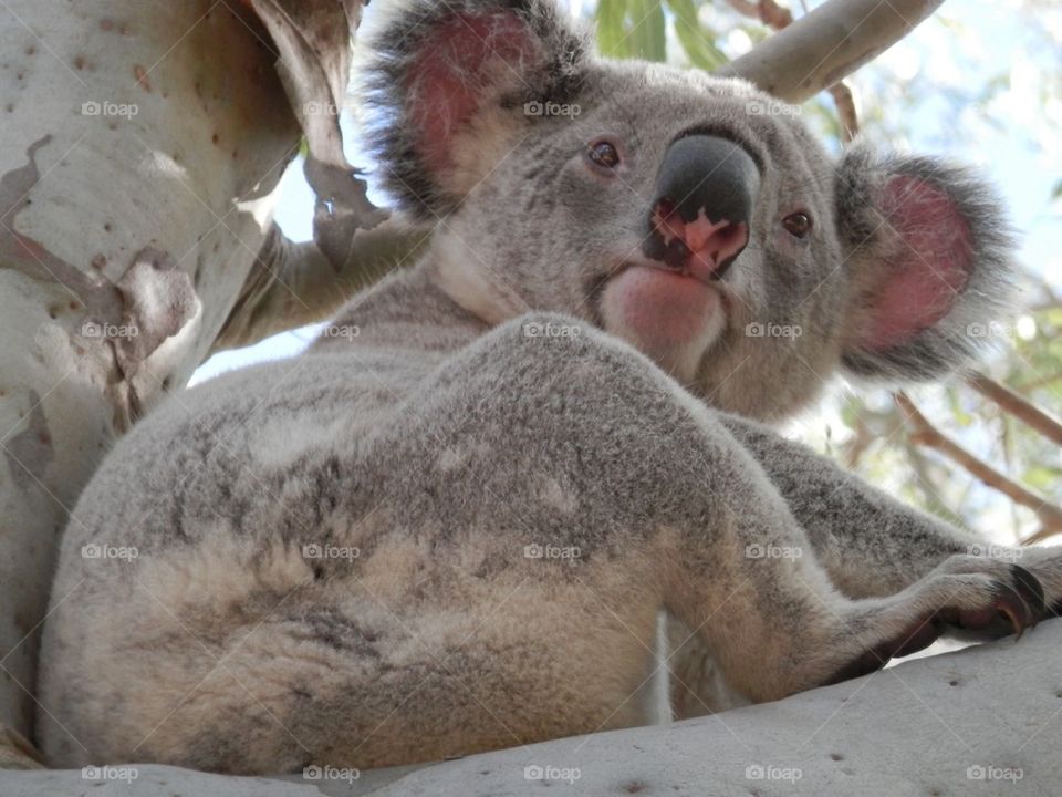 Koala
