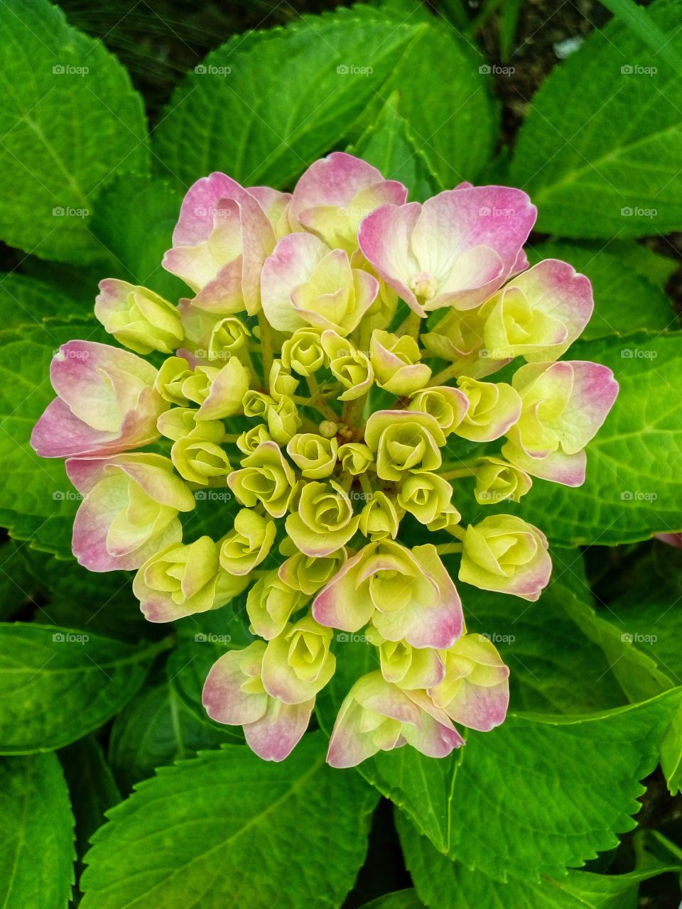 beautiful flowers in summer time