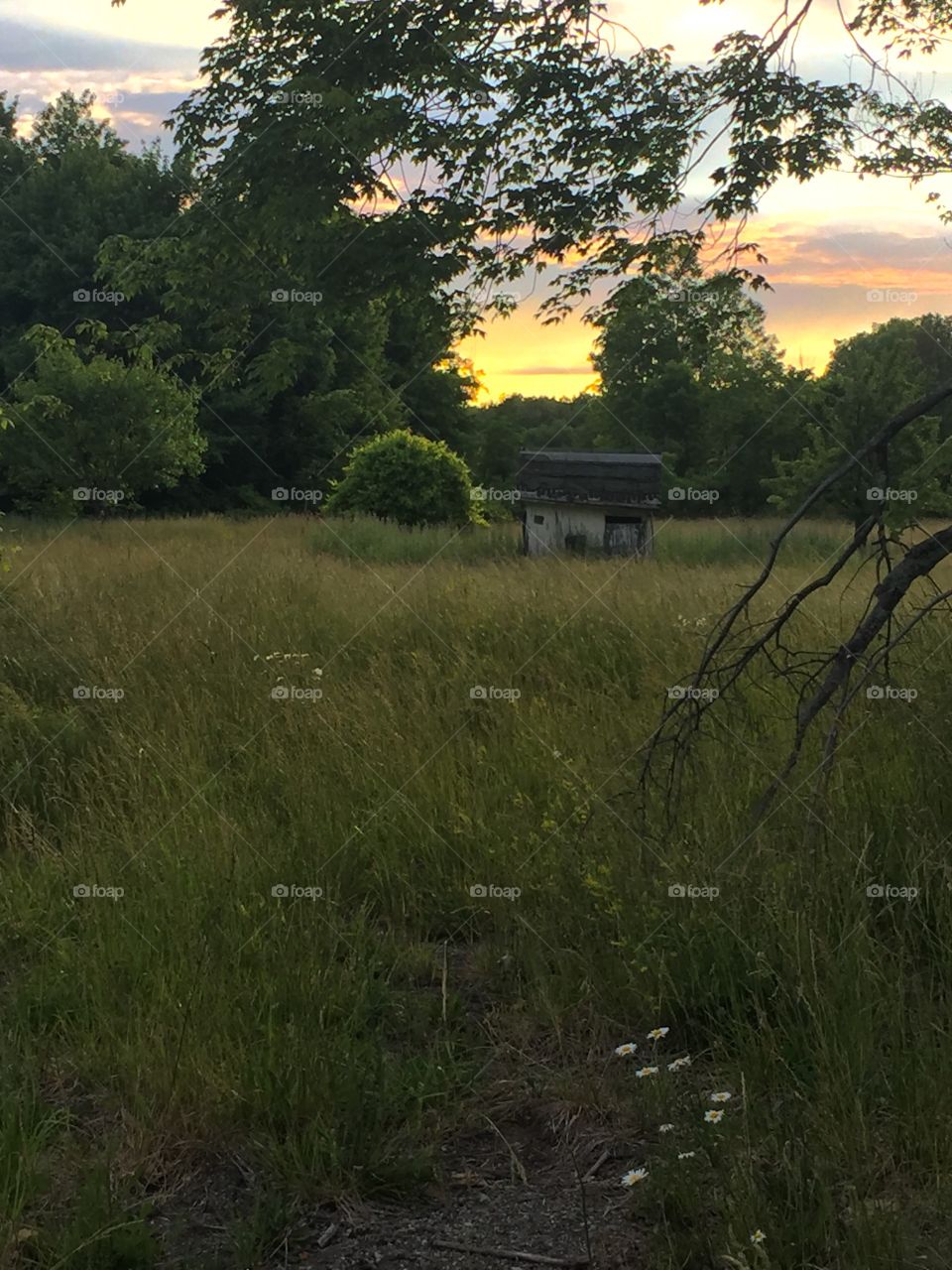 Landscape, No Person, Tree, Environment, Nature