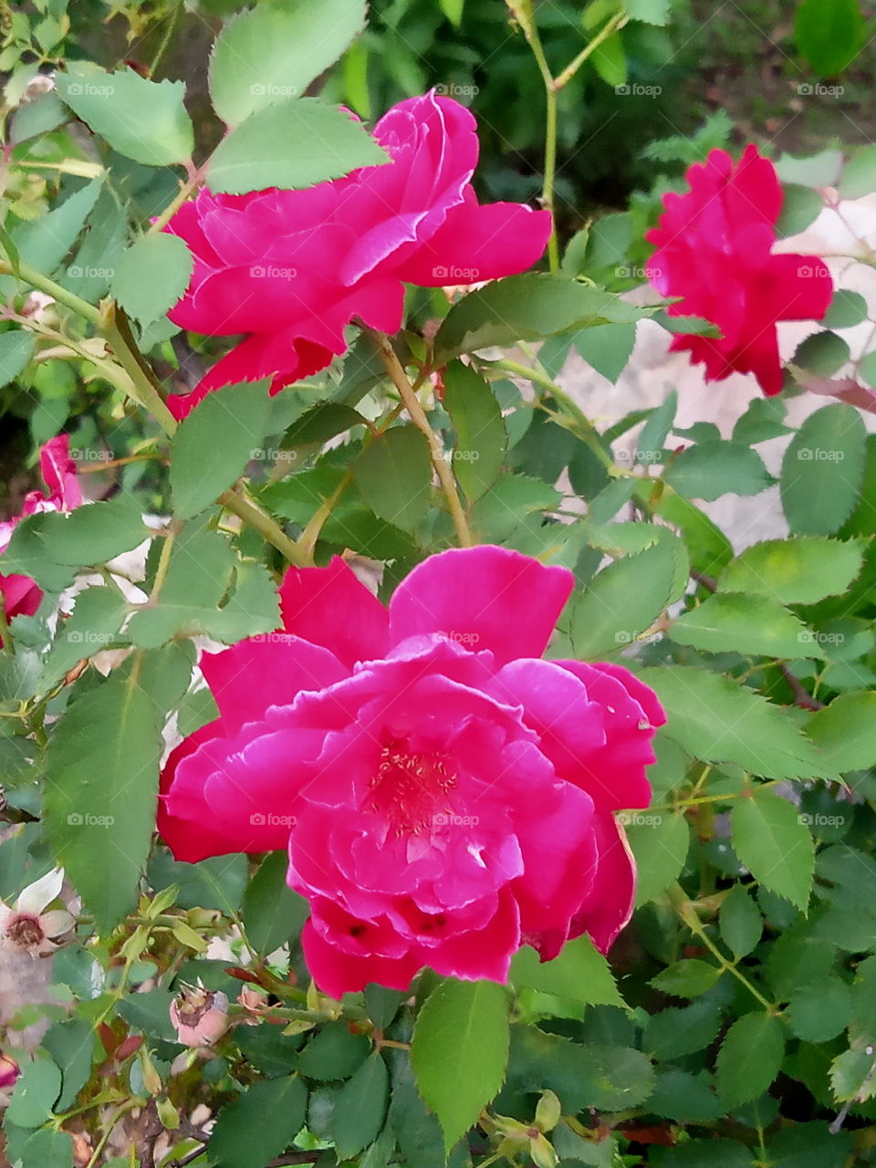 Rose in my garden