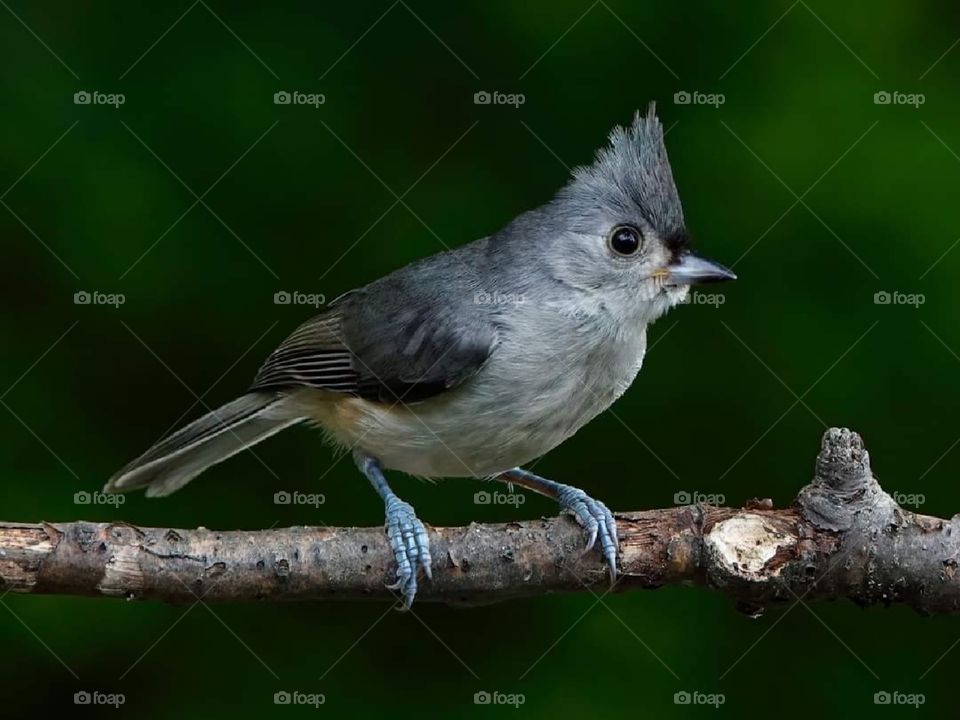 Perched Tufted Titmouse Bird