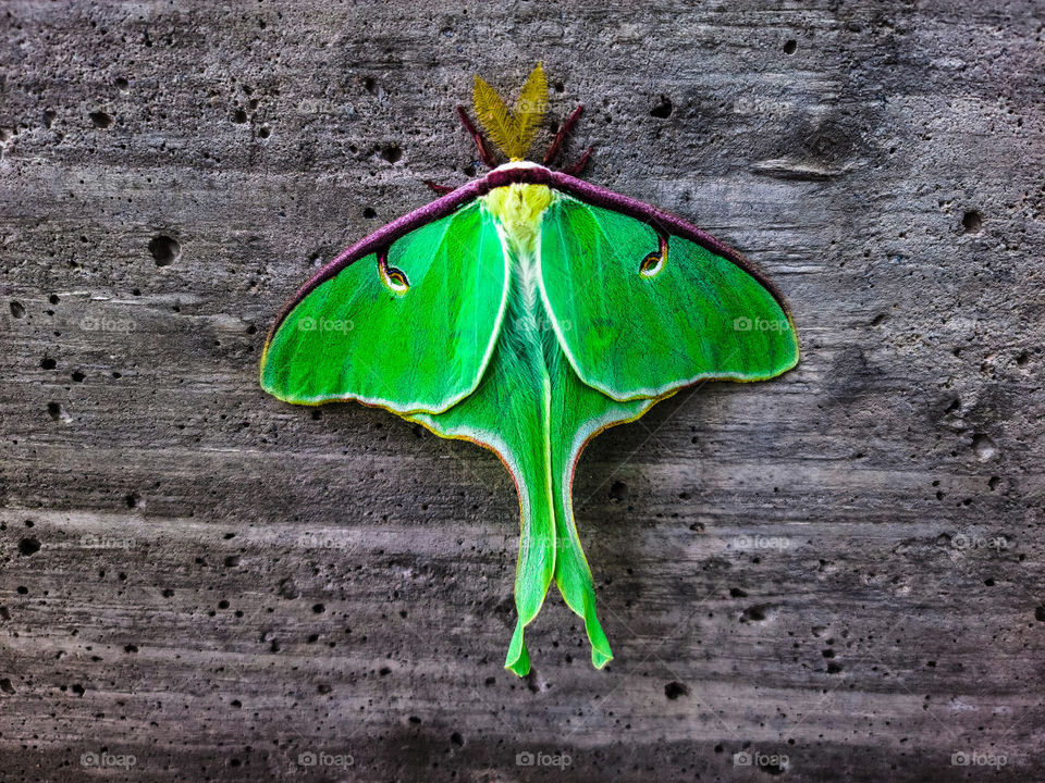 Luna moth resting on concrete wall