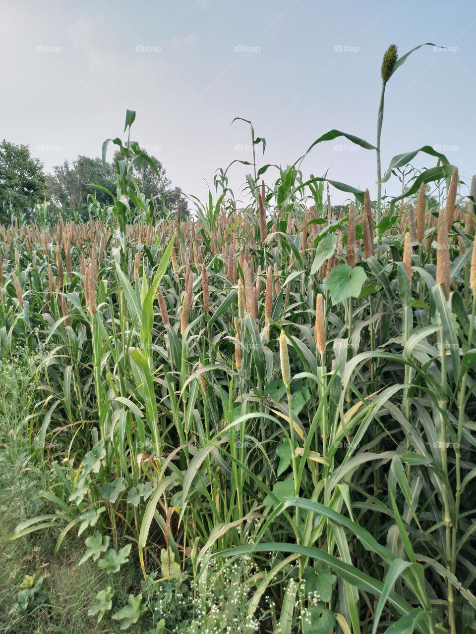 millet crop