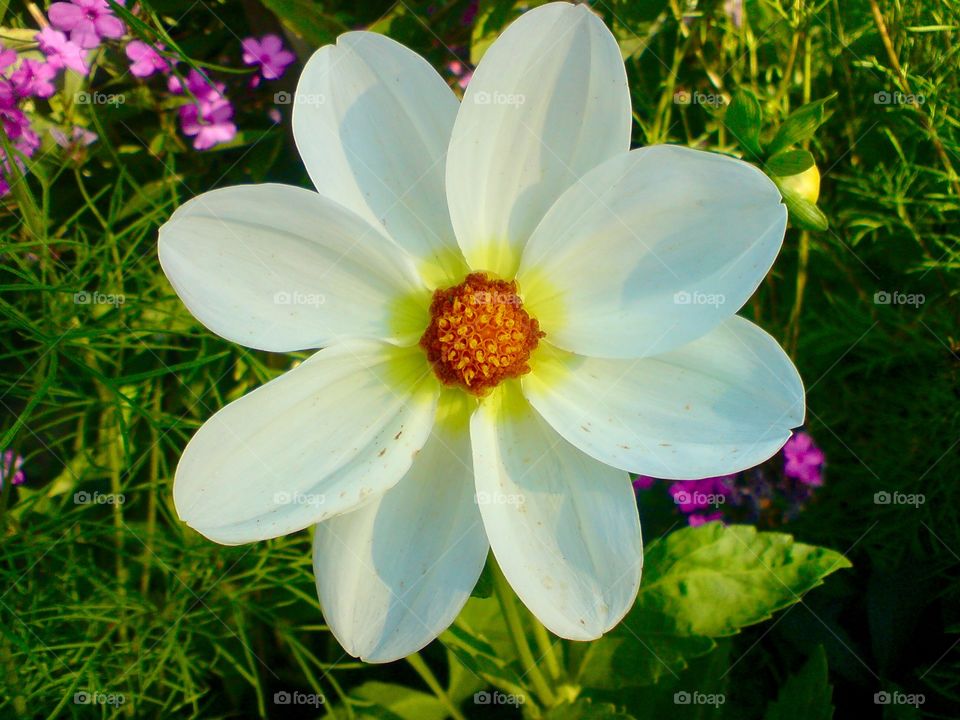 White flower