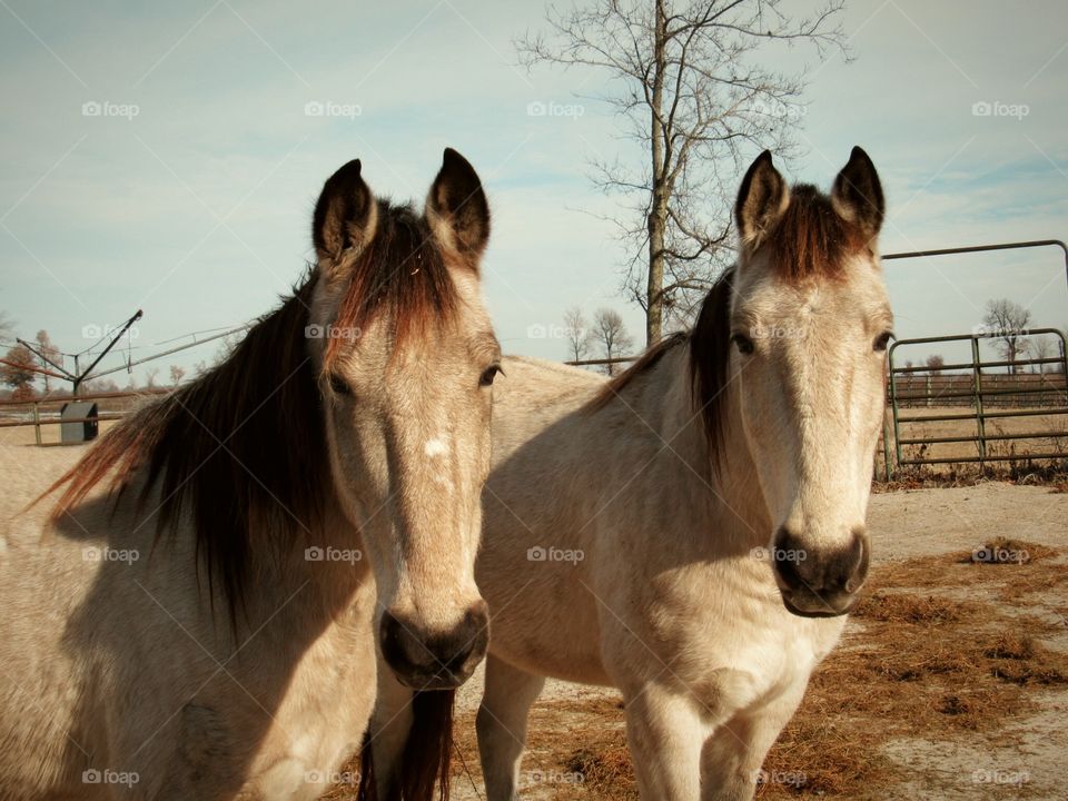 Horses standing at farm