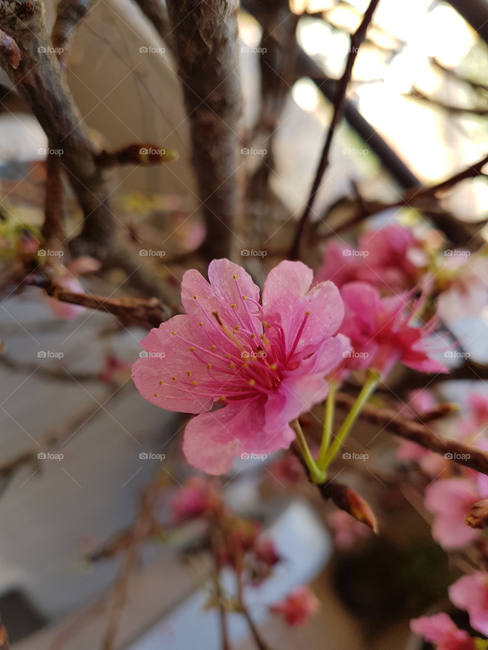Flor de Cerejeira Sakura Japan