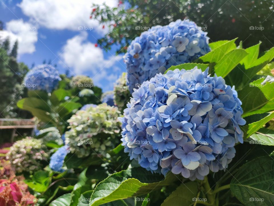 Blue hydrangeas