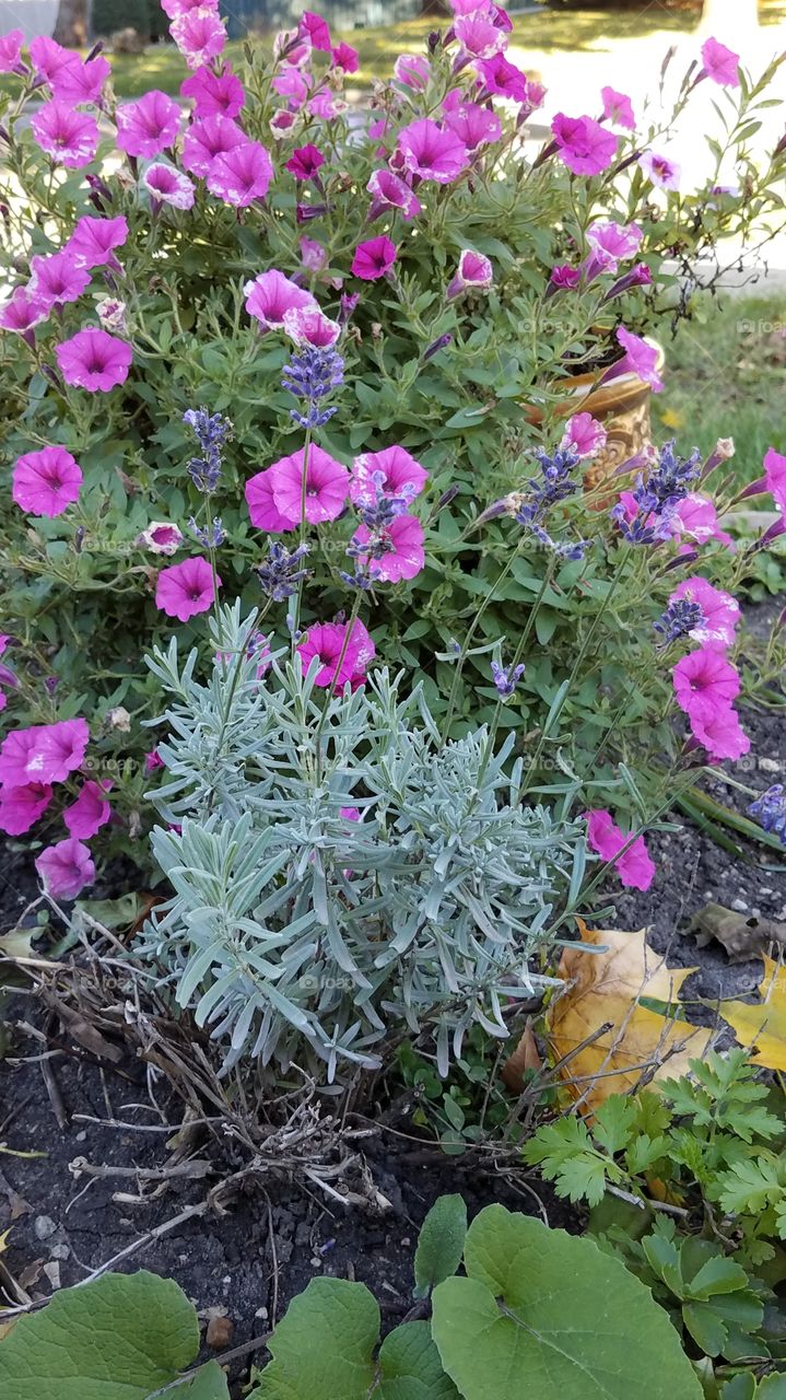 fragrant fall flowers