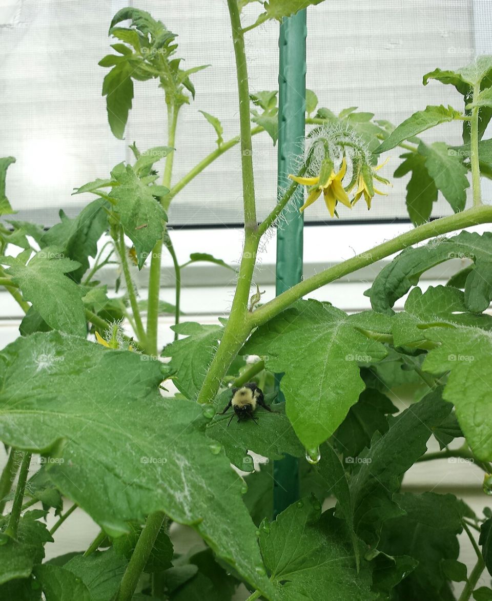 bumble bee garden nap