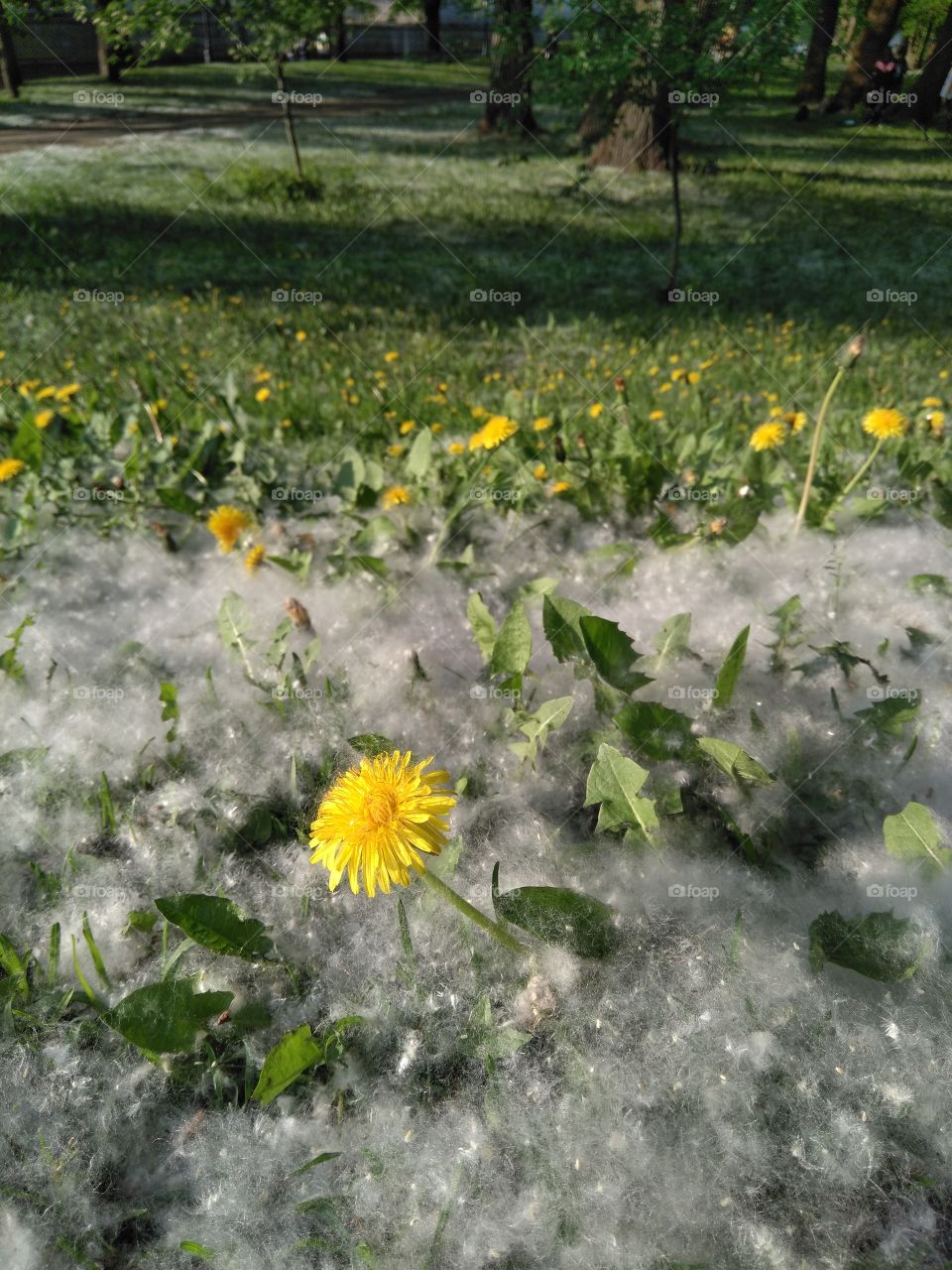 dandelions in the park weather summer time