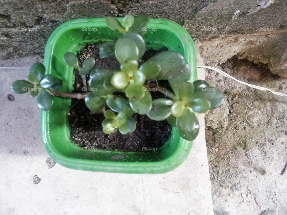 Uma bela planta exótica, em um vaso de plantas.