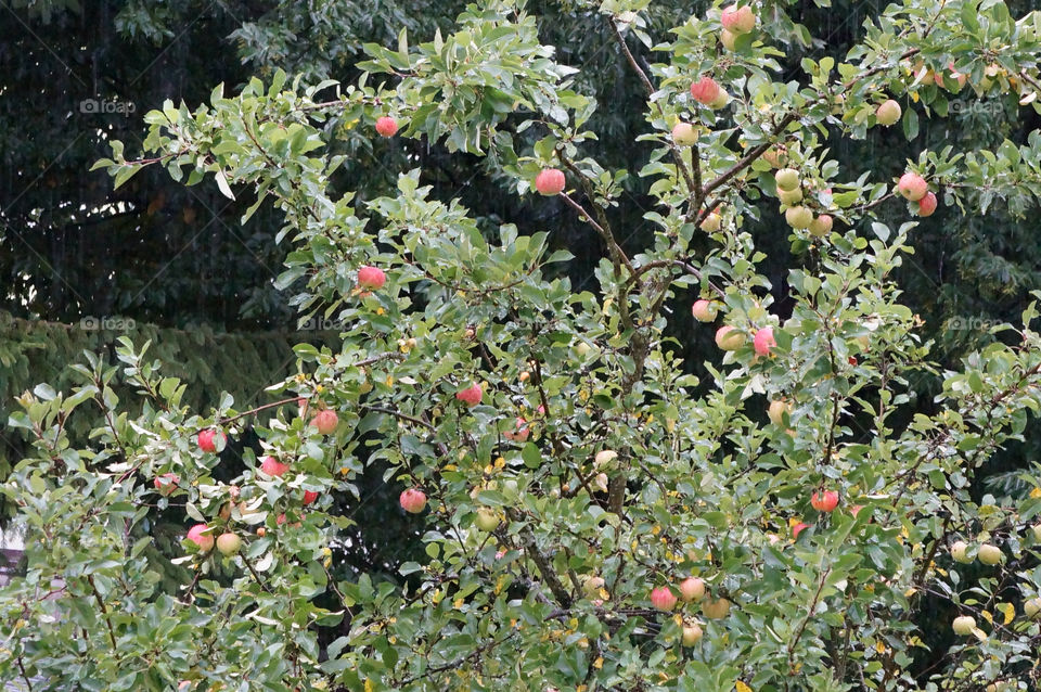 nature tree apples rain by lexlebeur