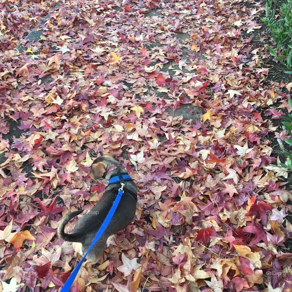 Walking the dog 