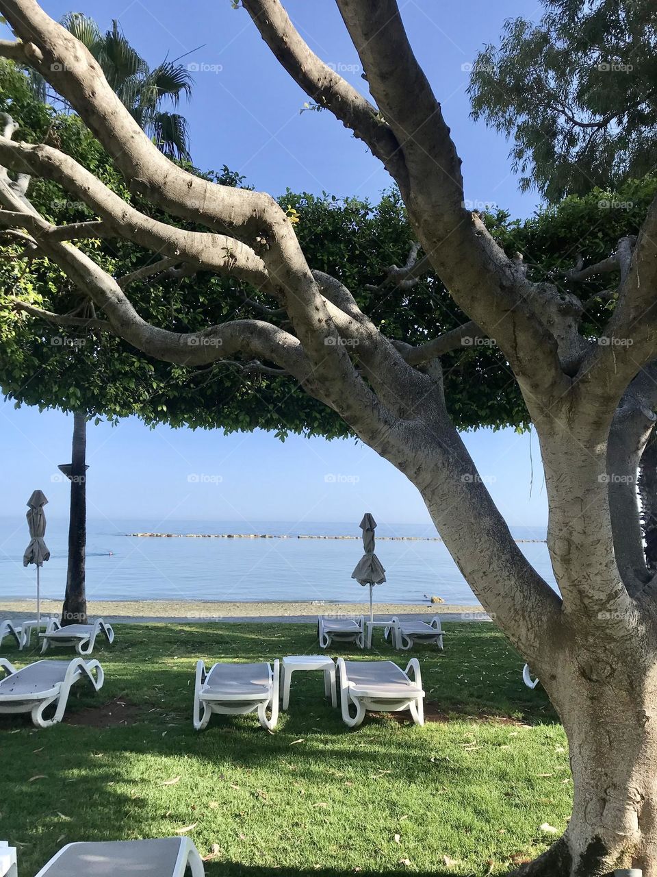 Picture this: a calm sea, perfectly arranged sunbeds and a picturesque tree providing just the right amount of shade — a perfect spot to relax and unwind 🌳