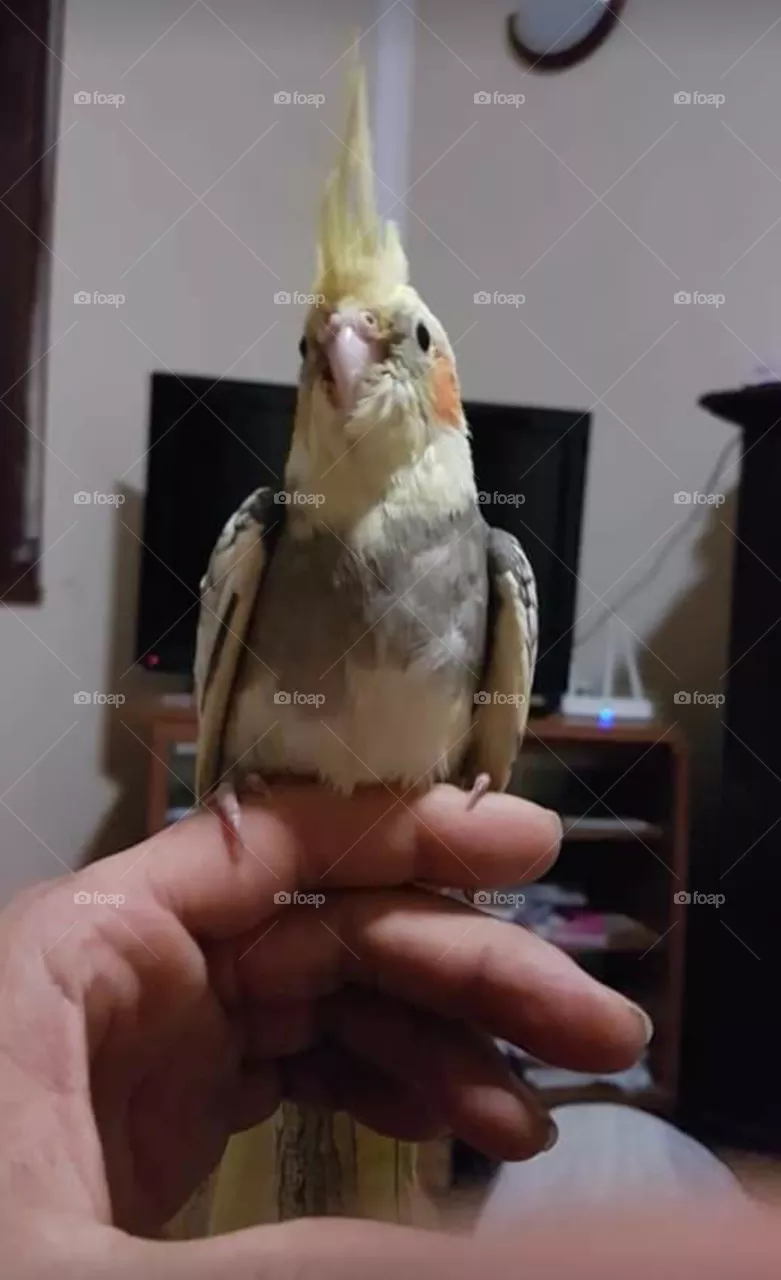 parrot
