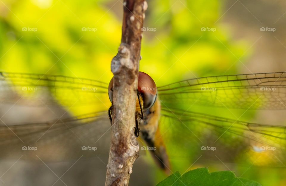 Closeup of Dragonfly