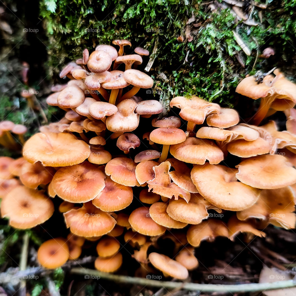 The micro mushrooms