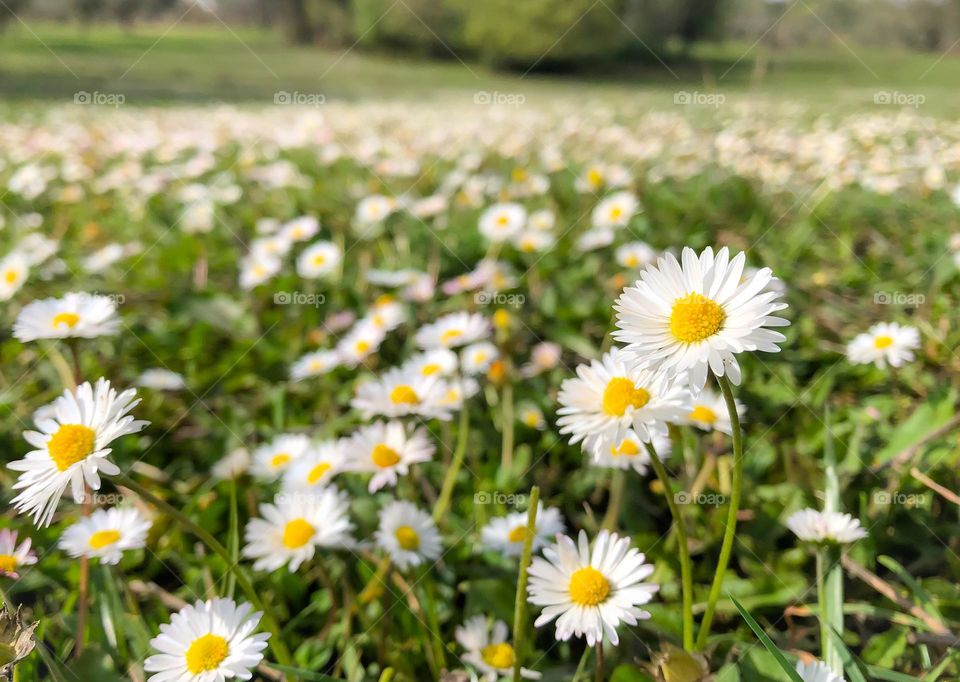 Daisies growing out of a grassy field with trees in the background 