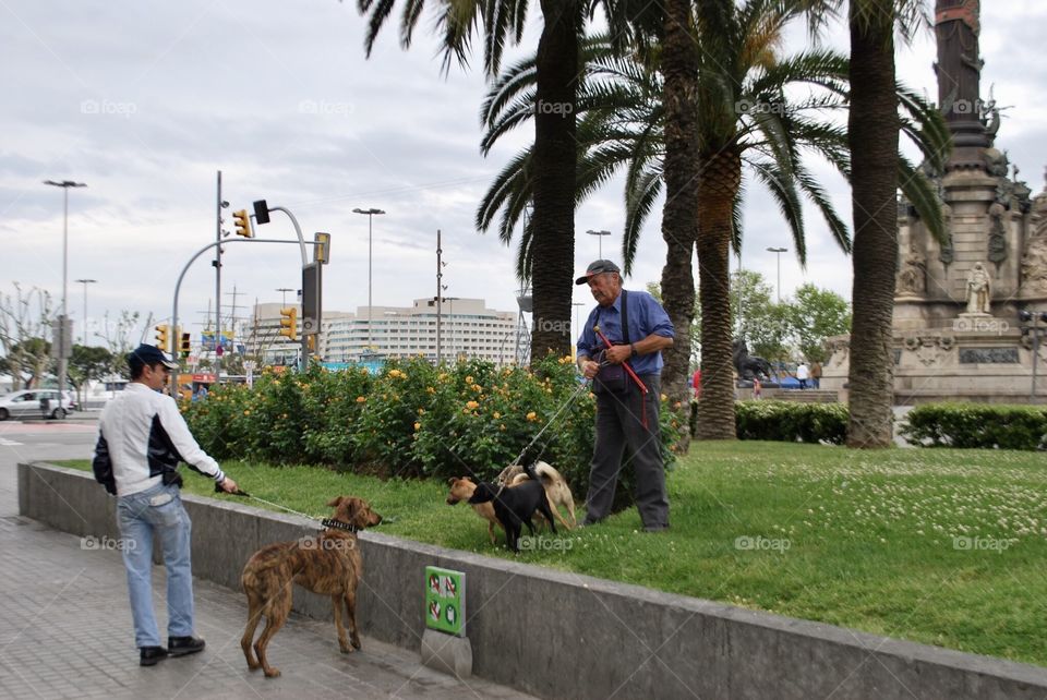 Men walking dogs, dogs walking men 