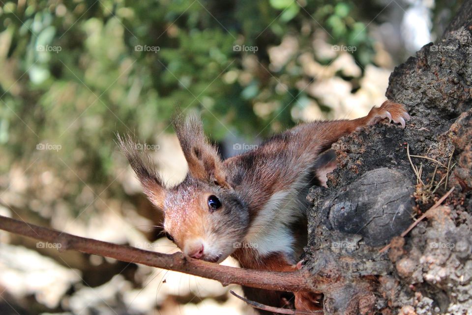 Málaga's wild life