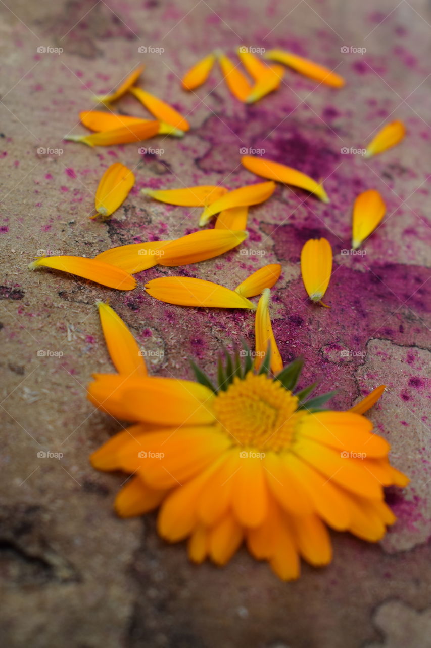 Best Orange Colour Flower of my life