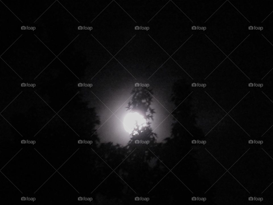 moon through trees