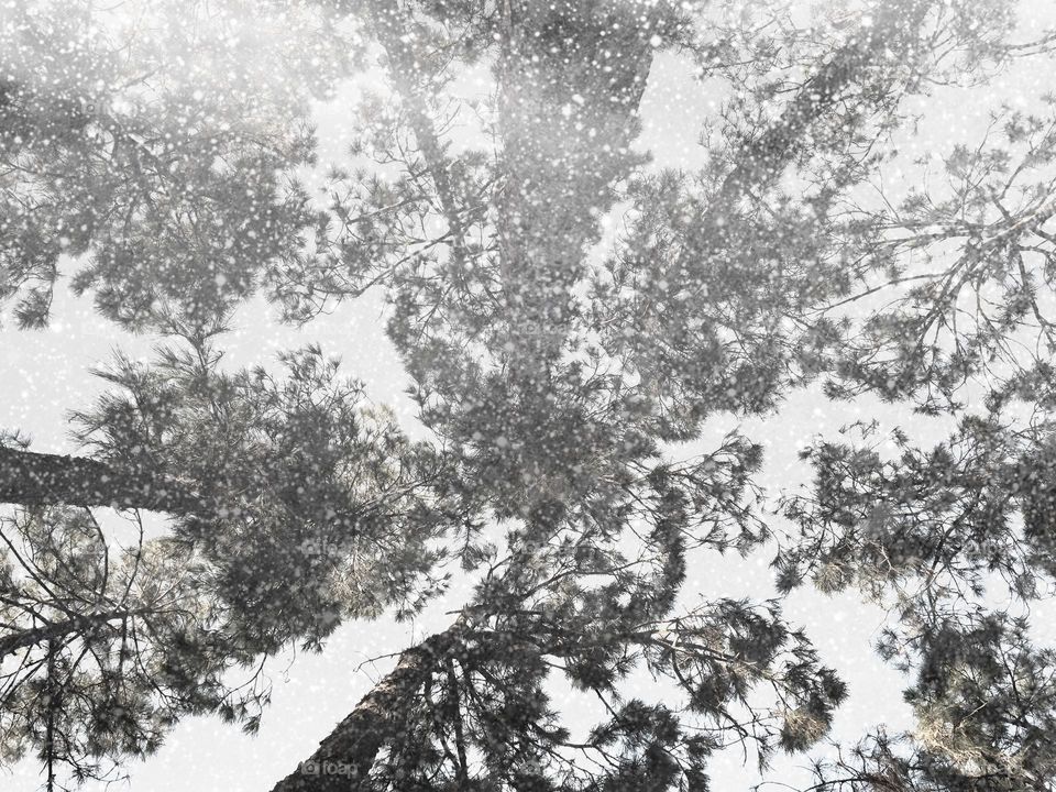 Snow falling through the trees .
