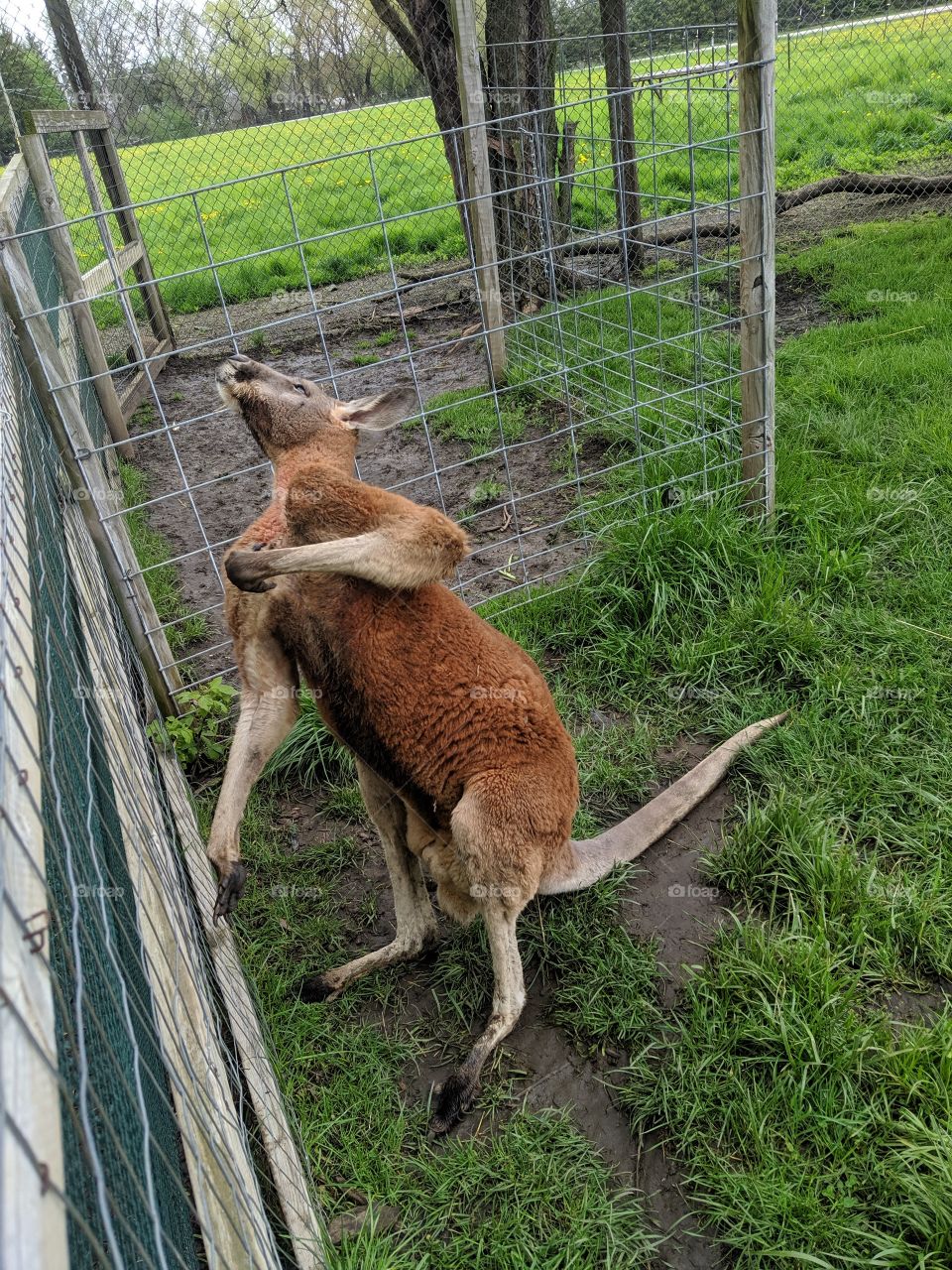 kangaroo