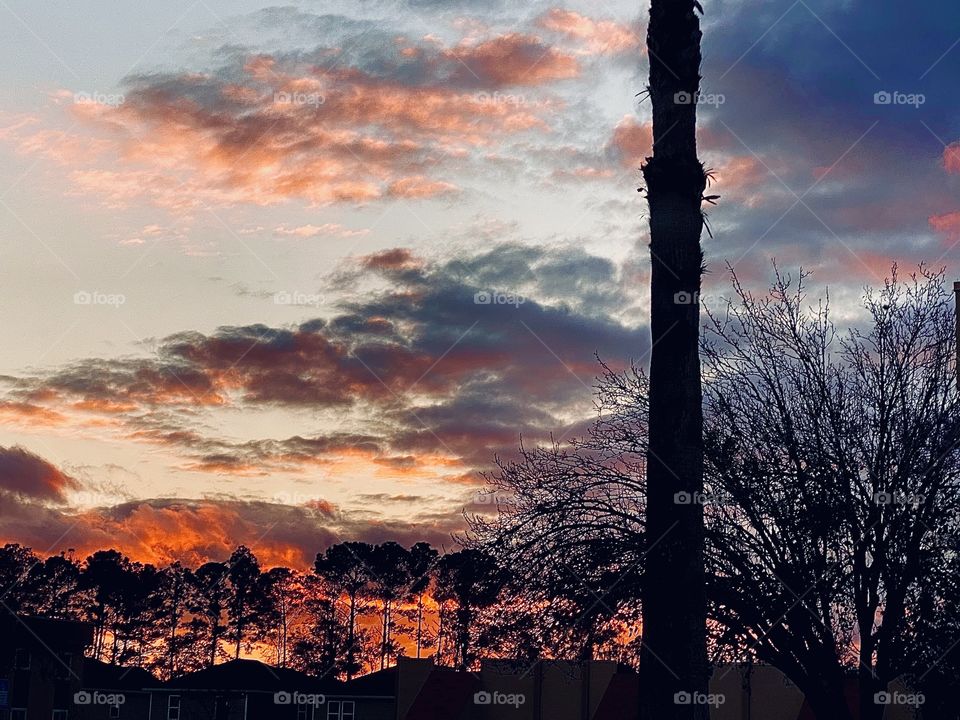 Trees in the sunset 