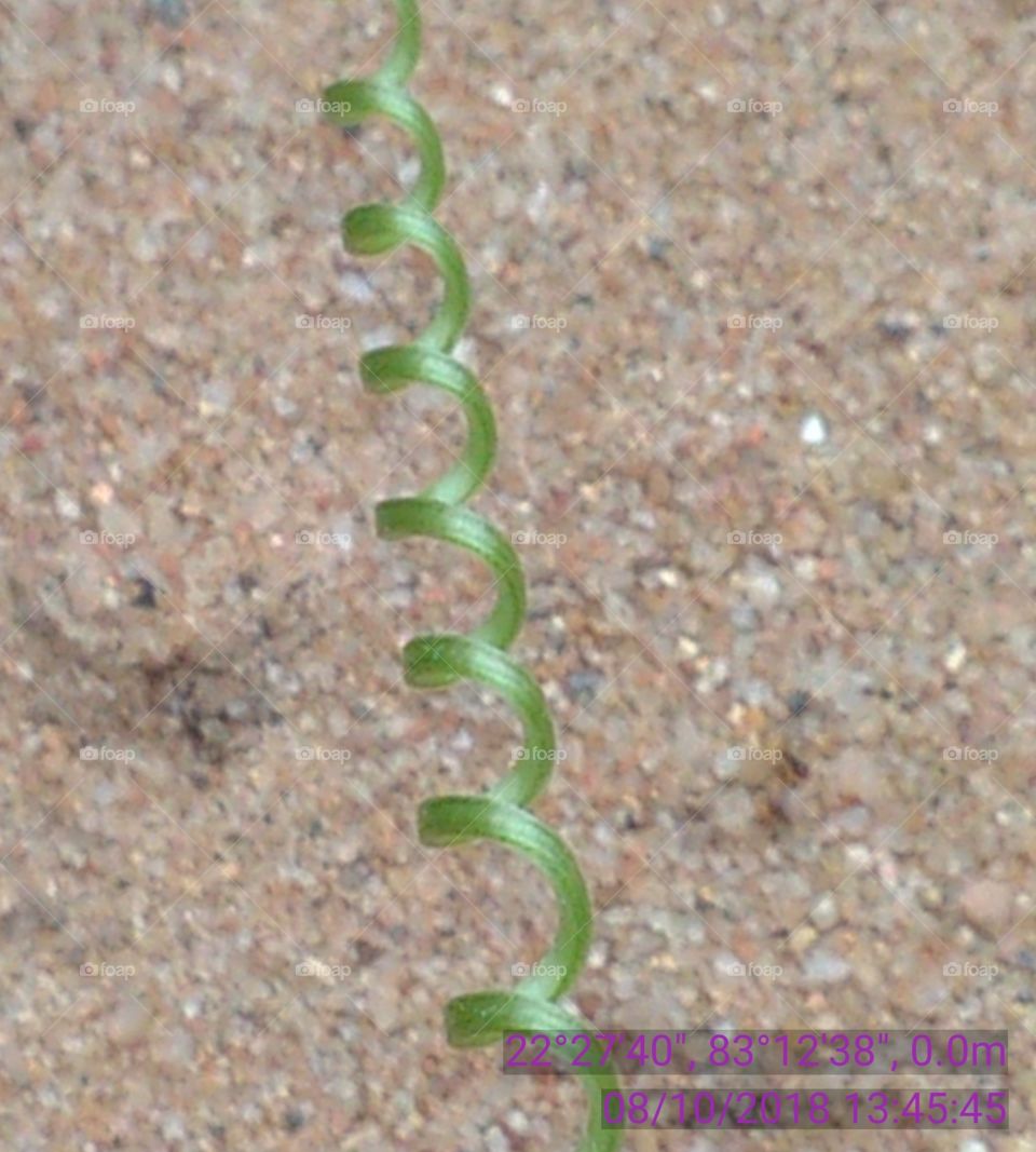As a spring the beauty of green leaves of bitter gourd.