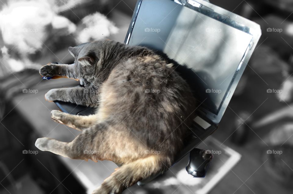 cat sleeping on laptop computer