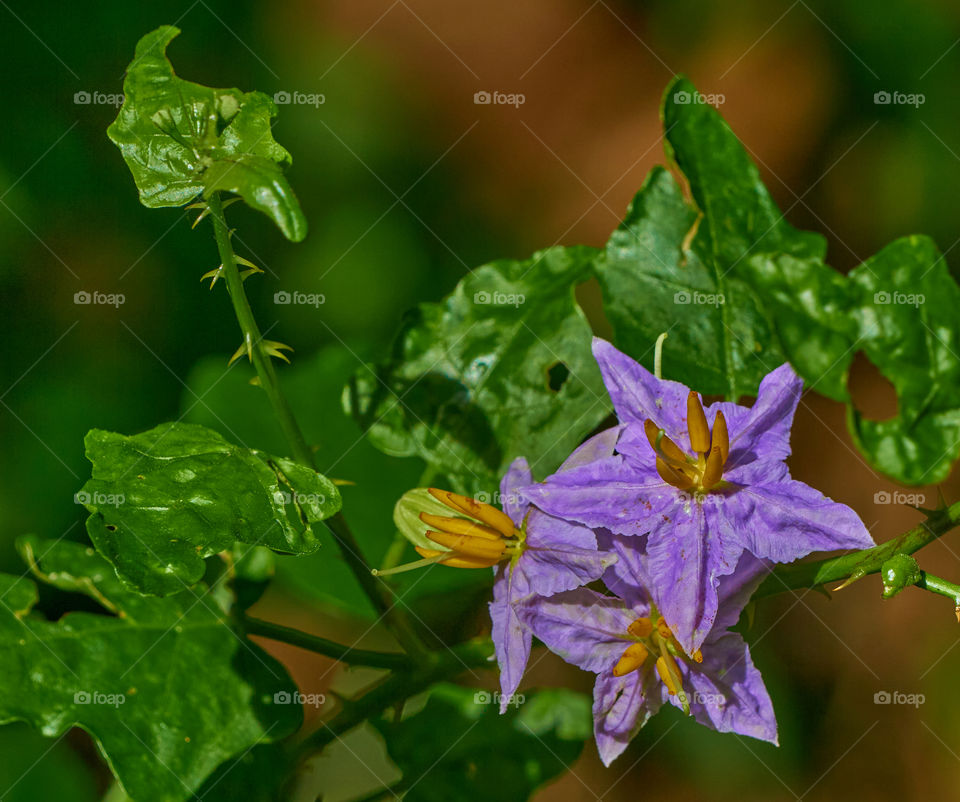 Floral photography - solanum