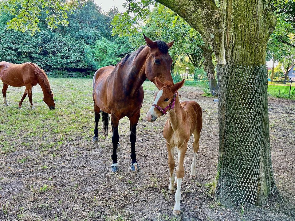 A small horse with its mother in a field