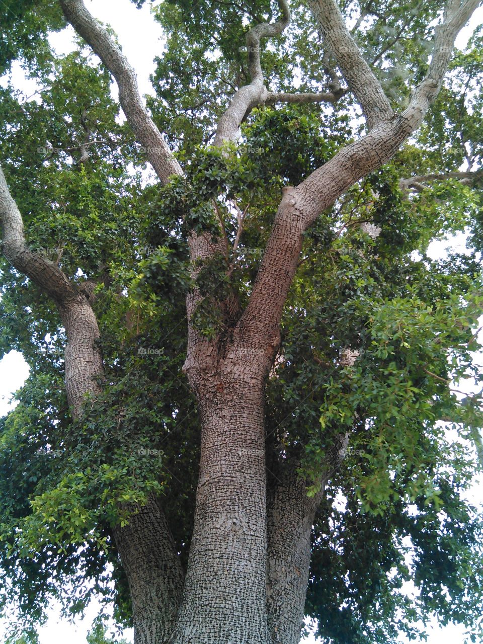 Big tree. Up angle shot of tree