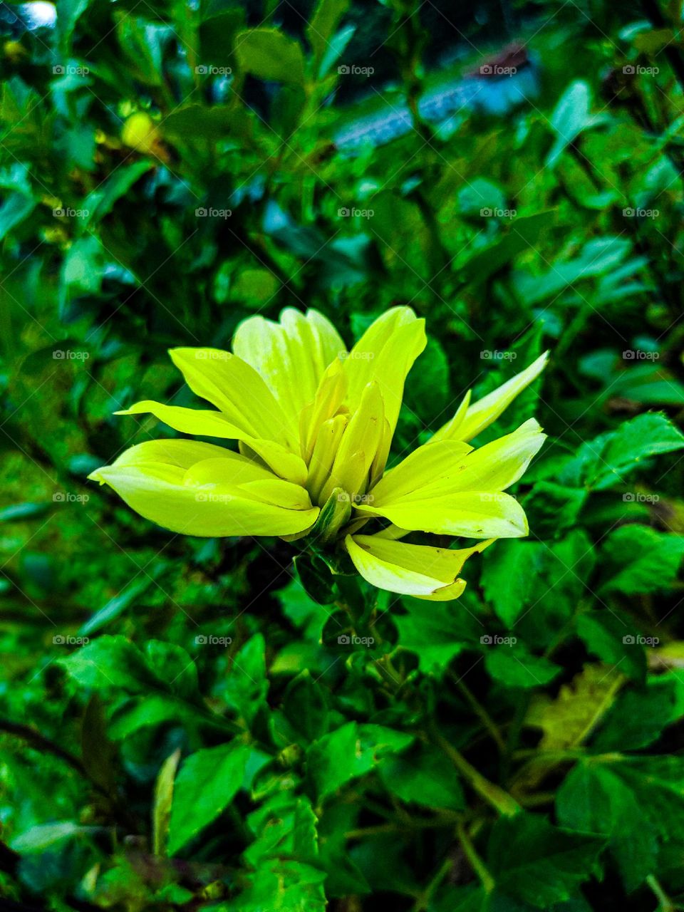 This cactus flower looks very beautiful. The flower looks yellow in color. This flower was photographed in the park.