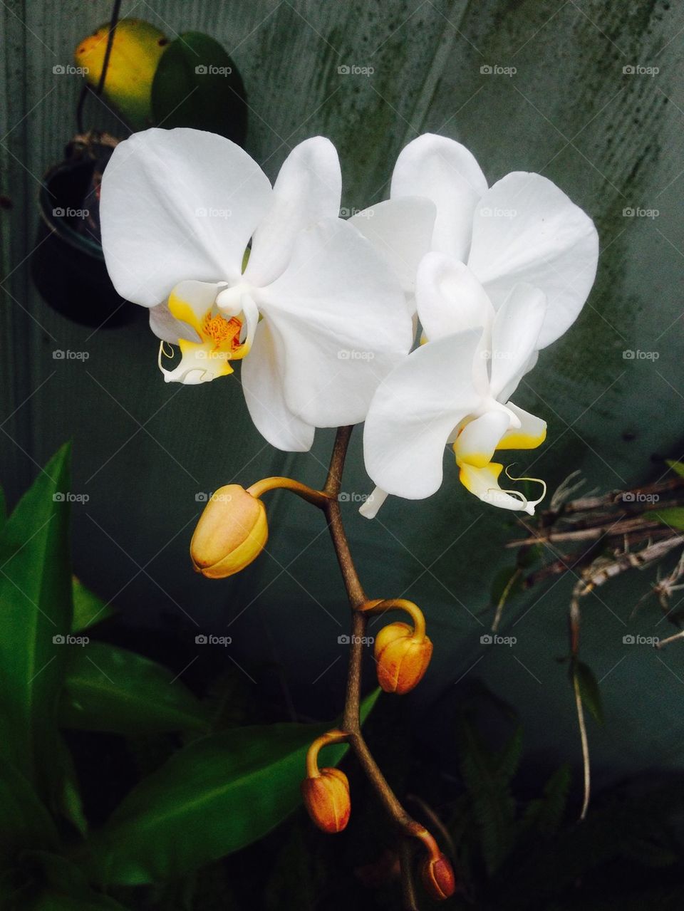 White Orchid 