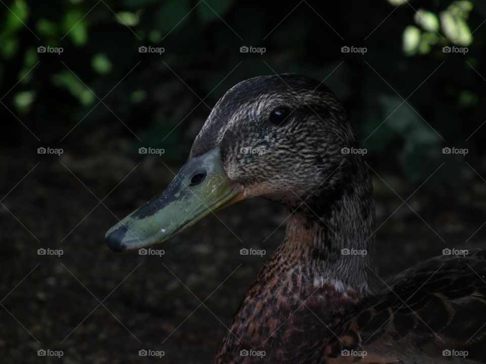 Ipswich, UK, brown duck Anas rubripes in Christchurch Park