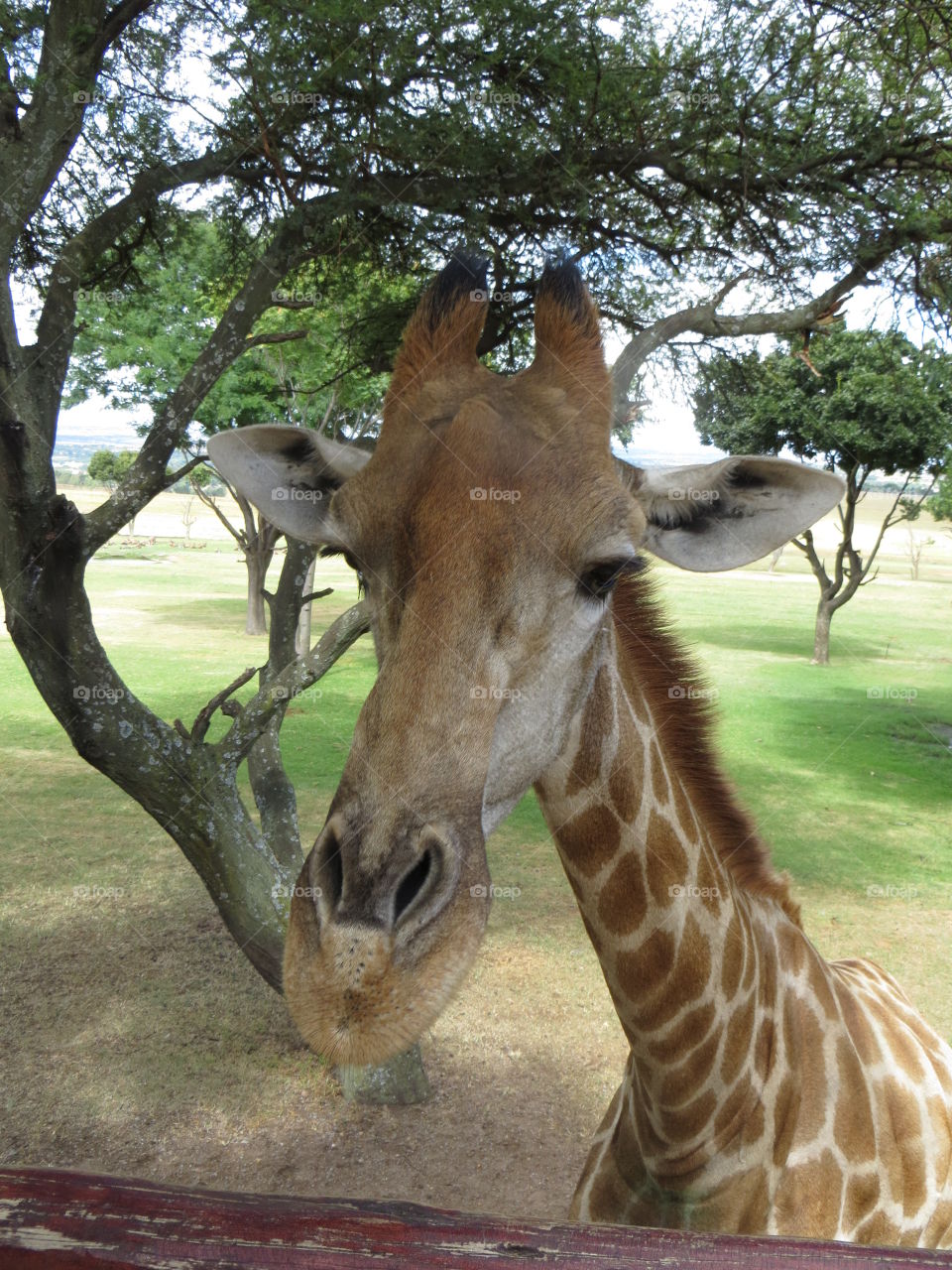 Friendly giraffe wanting some love 