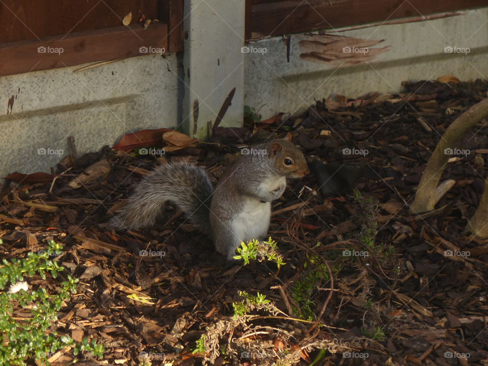 Cute grey squirrel standing pose in domestic garden 