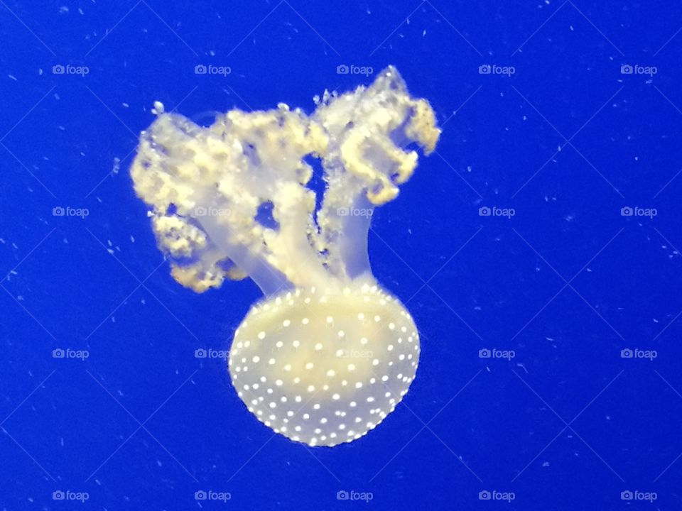 Small jellyfish - Genova acquarium, Italia
