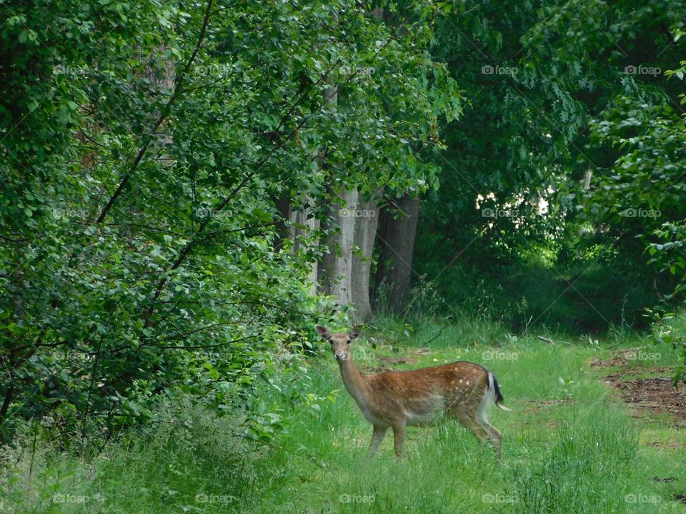 Fallow deer 