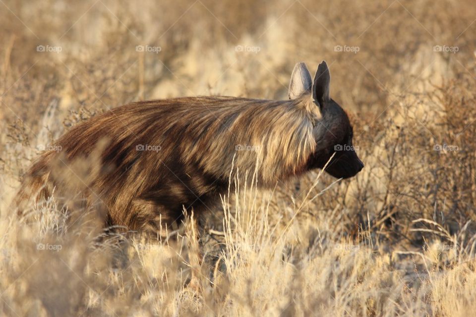 Furry hyena