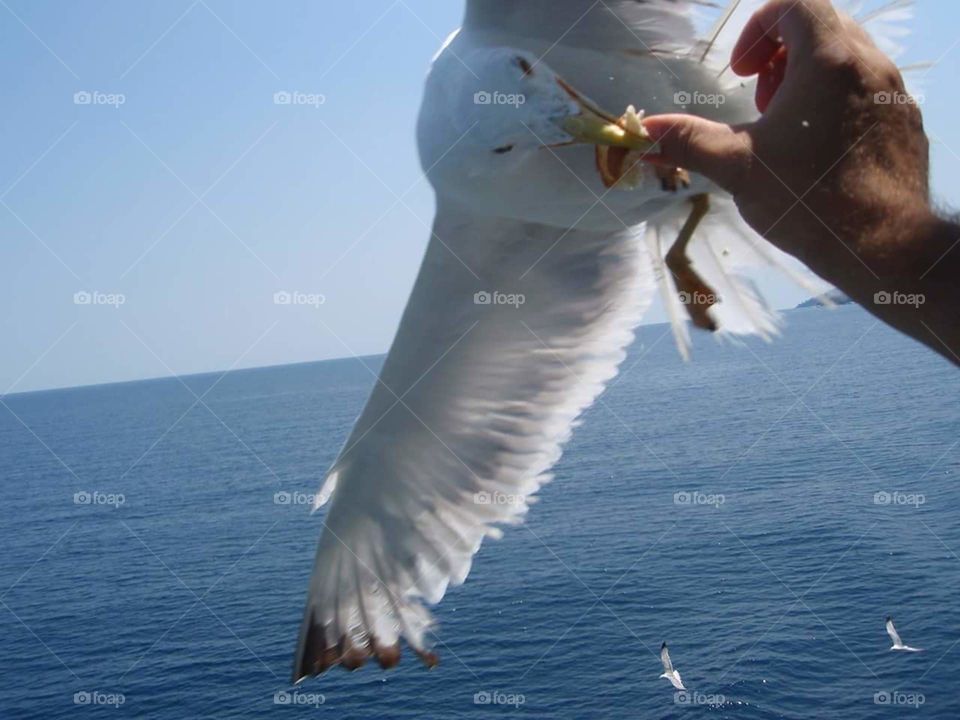 seagull feeding on the return trip from Thassos Island Greece