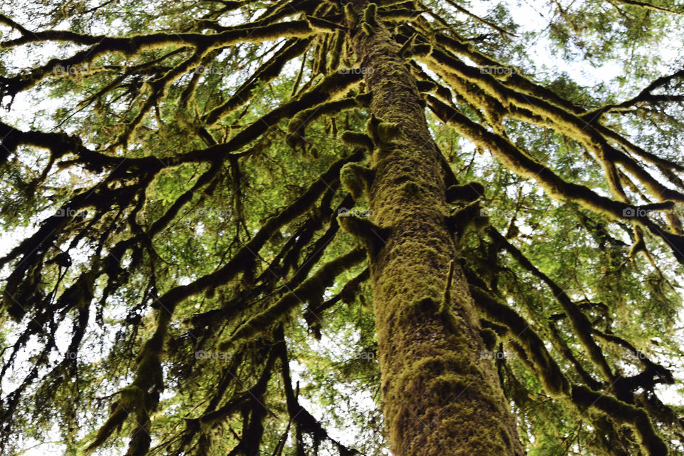 Maple tree draped with abundant club moss