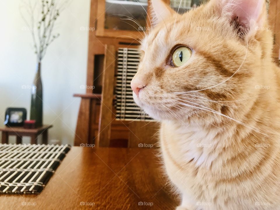Sideview of beautiful orange tabby looking intently where he just heard a noise outside! 
