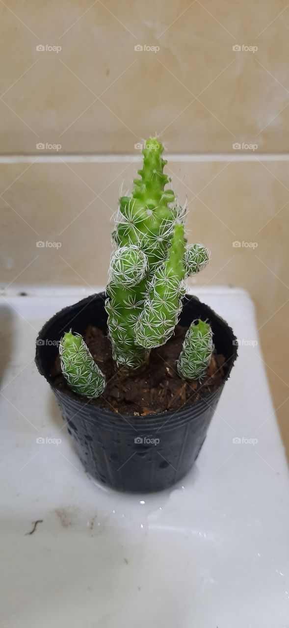 cactus indoor