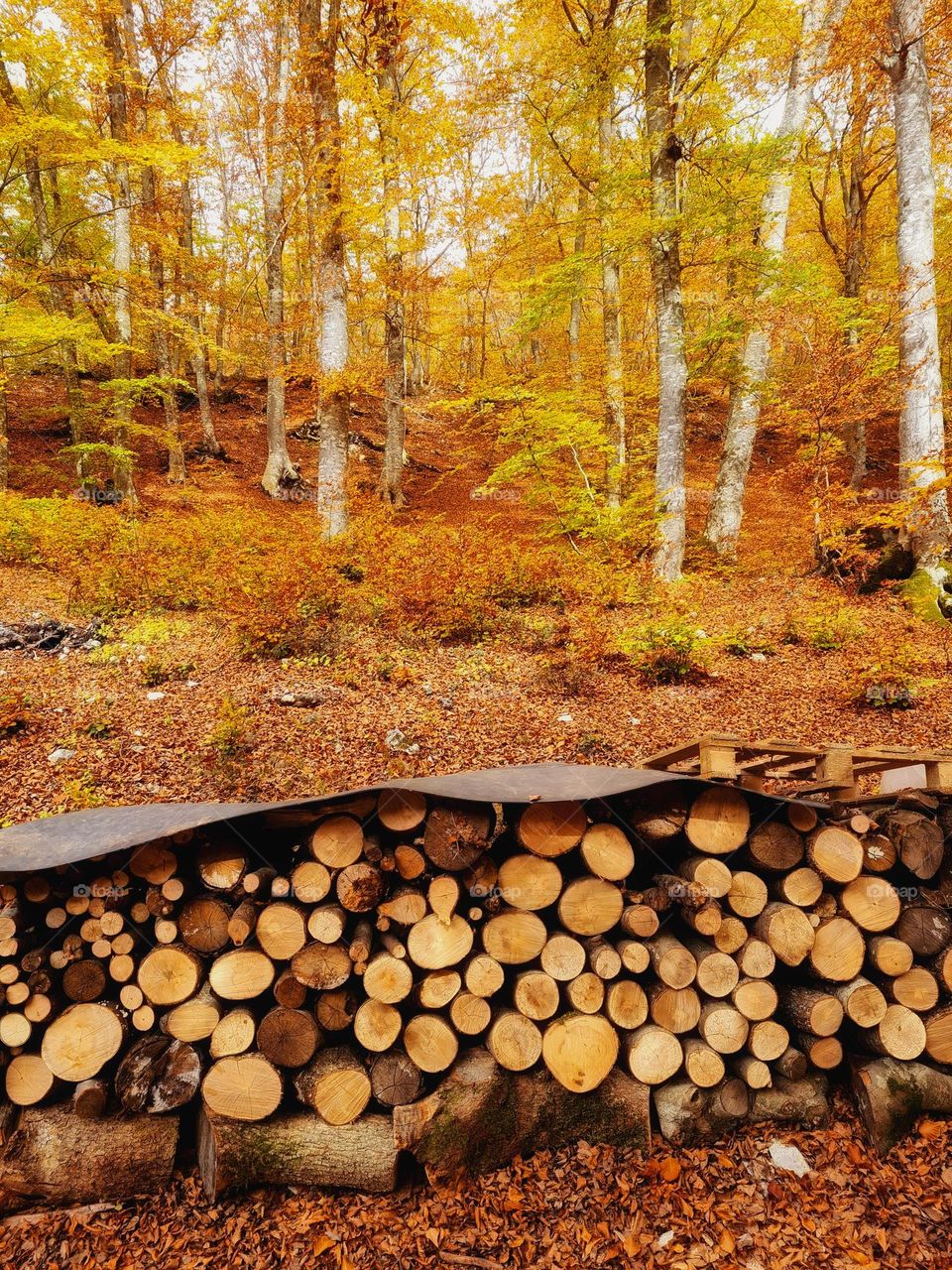 circular logs stacked in a woodshed in the woods